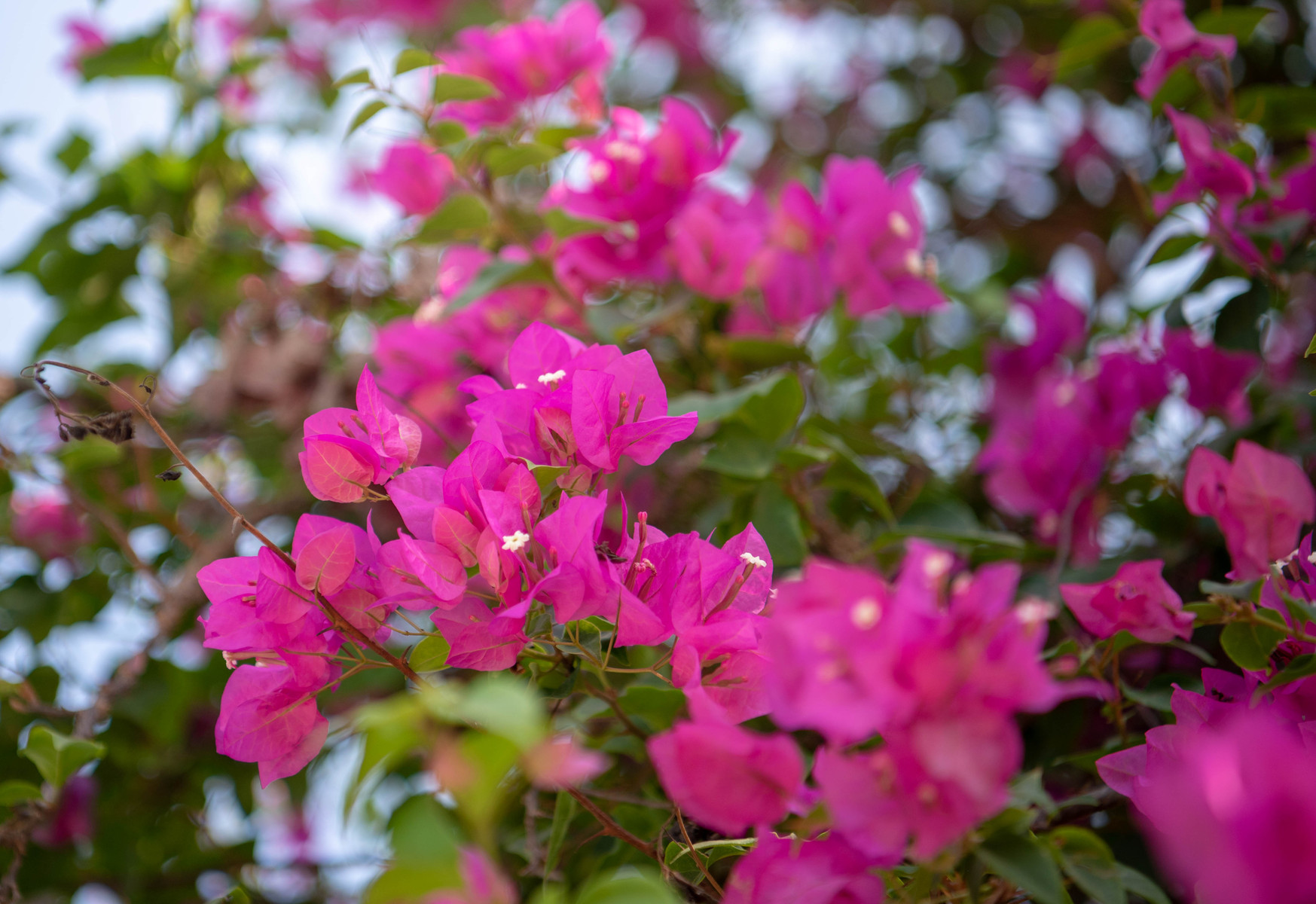 バリ島のブーゲンビリアの花