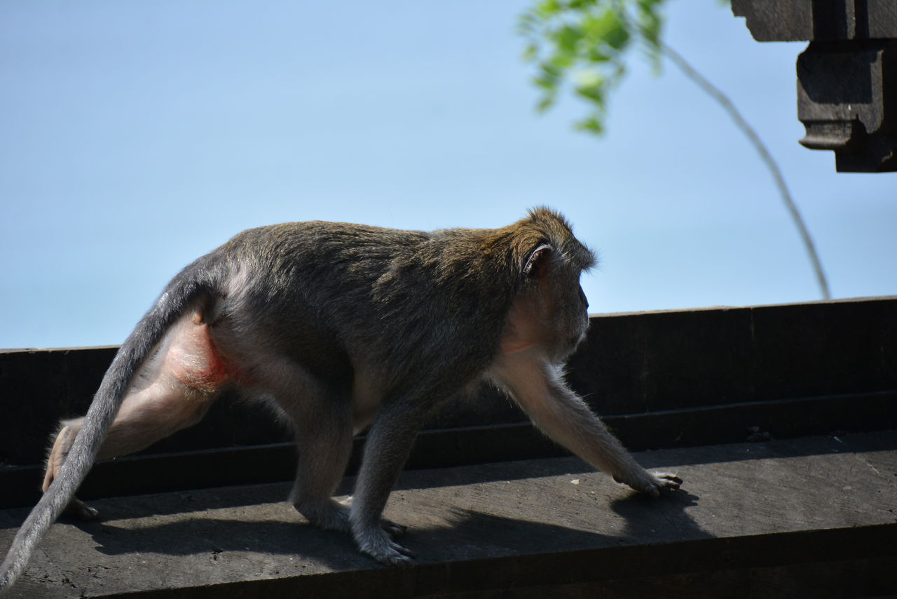 パダンパダンの猿