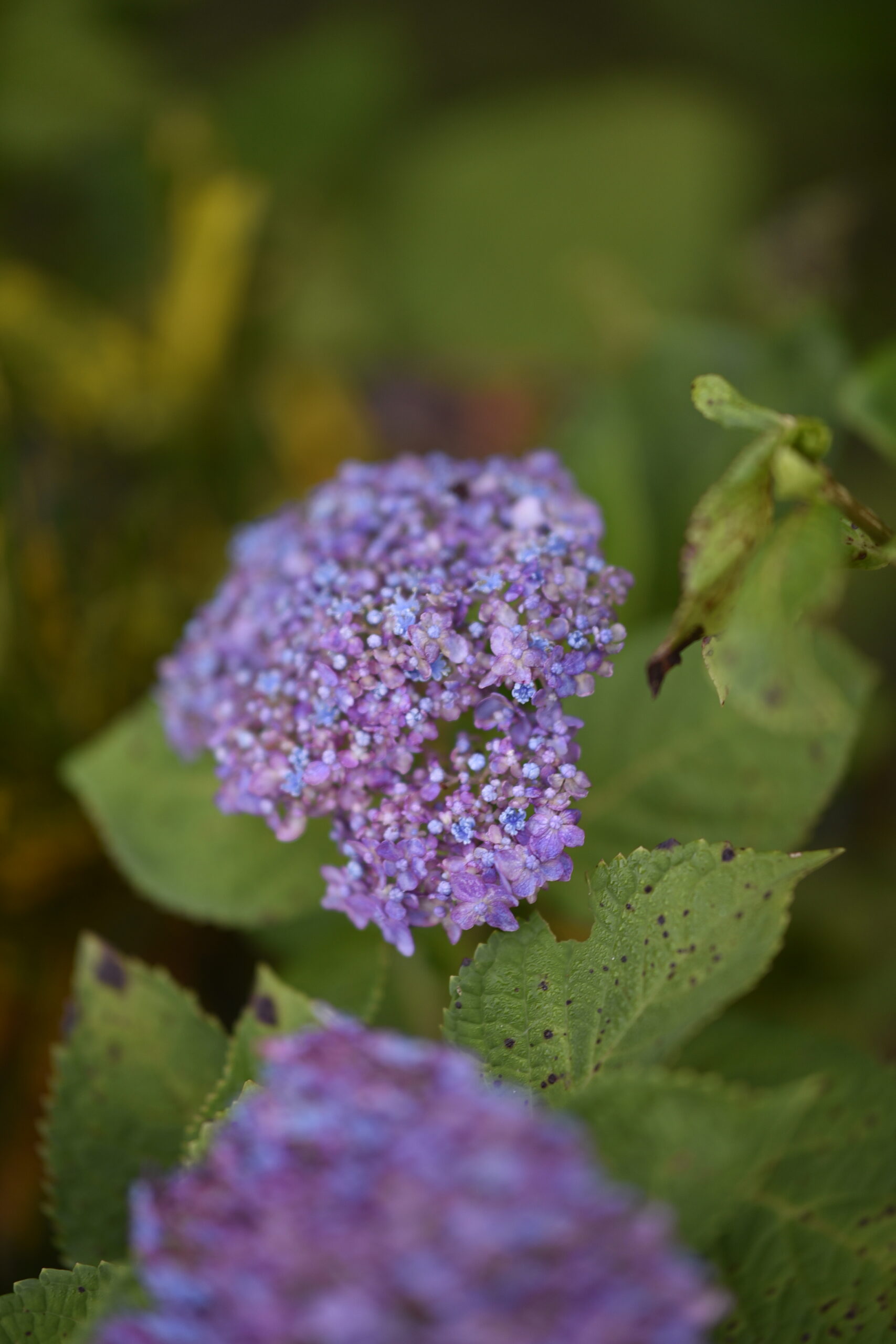 早朝の山紫陽花