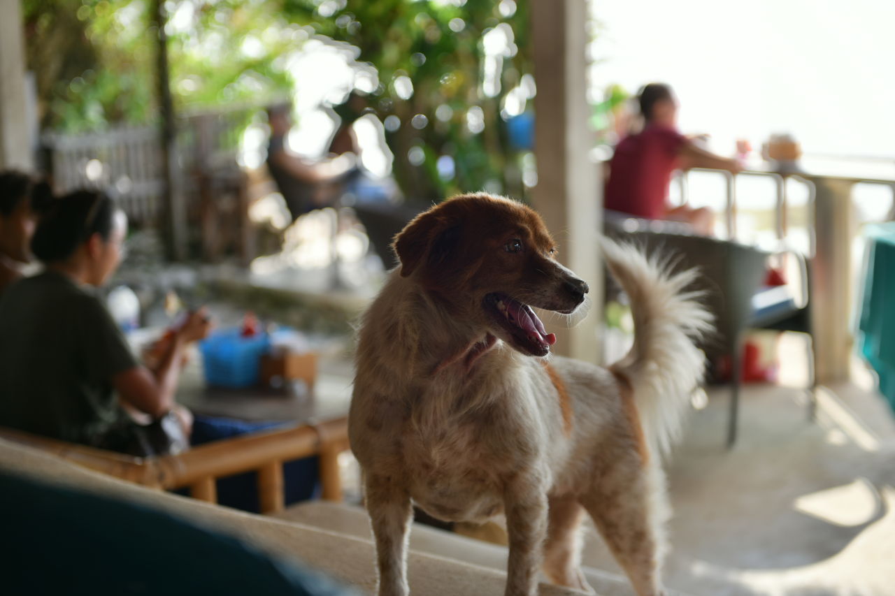 ワルンの犬